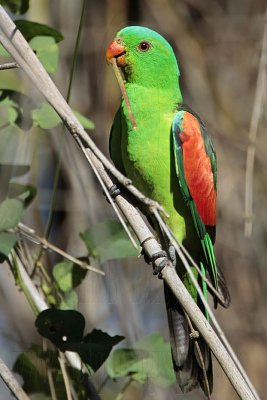 Red-winged Parrot_6712.jpg
