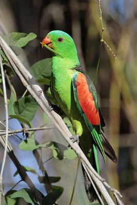Red-winged Parrot_6757.jpg