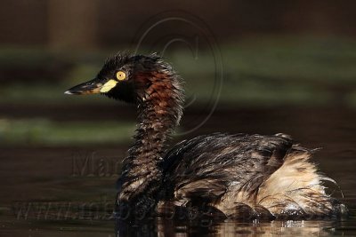 Australasian Grebe_2806.jpg
