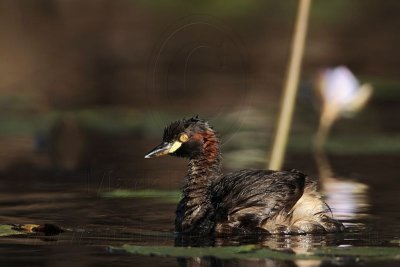 Australasian Grebe_2817.jpg
