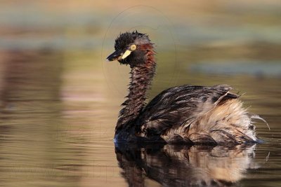 Australasian Grebe_2878.jpg