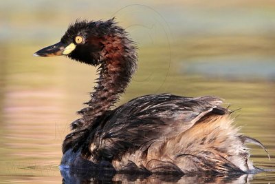 Australasian Grebe_2884.jpg