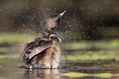 Australasian Grebe - body shake - Top End, Northern Territory, Australia