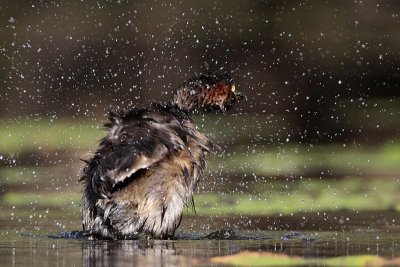 Australasian Grebe_5954.jpg