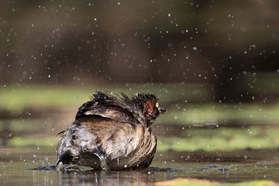 Australasian Grebe_5955.jpg