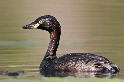 Australasian Grebe_6248.jpg