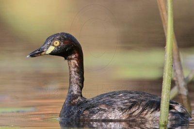 Australasian Grebe_6264.jpg