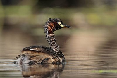 Australasian Grebe_6304.jpg