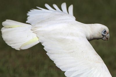 Little Corella_1959.jpg