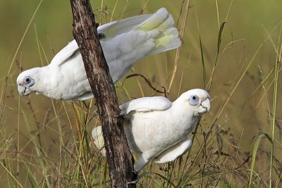 Little Corella - Cacatua sanguinea - NT