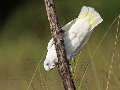 Little Corella_2443.jpg