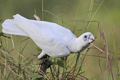 Little Corella_2601.jpg