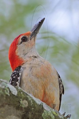 Red-bellied Woodpecker - Cypresswood June 26, 2010