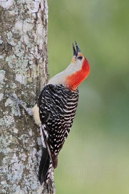 Red-bellied Woodpecker_4432.jpg
