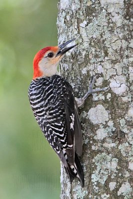 Red-bellied Woodpecker_4448.jpg
