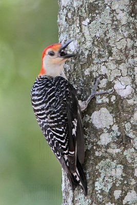 Red-bellied Woodpecker_4449.jpg