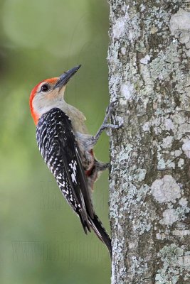 Red-bellied Woodpecker_4466.jpg