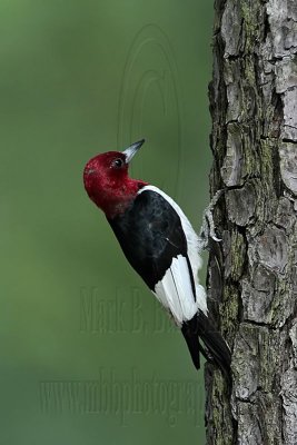 Red-headed Woodpecker - Cypresswood June 26, 2010