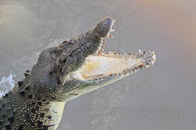 Saltwater (Estuarine, 'Salty') Crocodile (Crocodylus porosus) jumping - Top End, Northern Territory, Australia