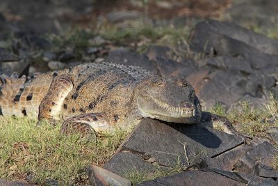 _MG_6888 Australian Freshwater Crocodile.jpg