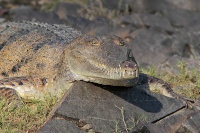 _MG_6893 Australian Freshwater Crocodile.jpg