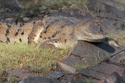 _MG_6897 Australian Freshwater Crocodile.jpg