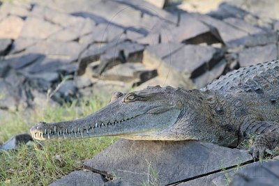 _MG_6920 Australian Freshwater Crocodile.jpg