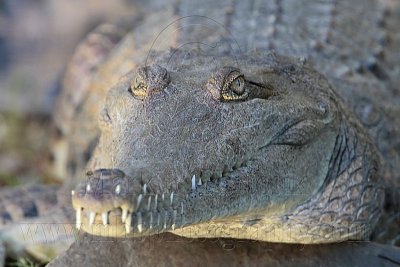 _MG_6938 Australian Freshwater Crocodile.jpg