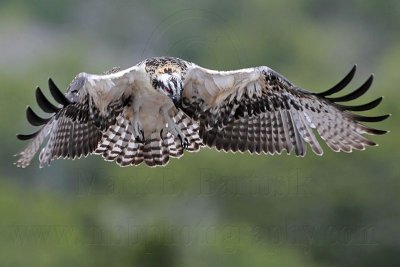 Osprey juvenile one day before fledging - hovering above nest