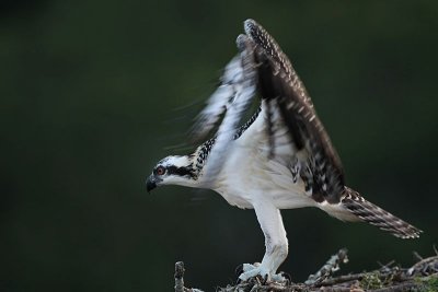 Osprey_9992.jpg