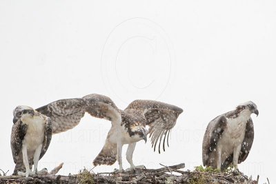 Osprey_6276.jpg