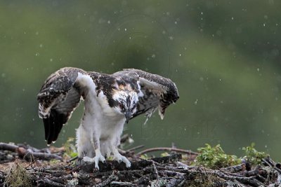 Osprey - juveniles on nest in rain
