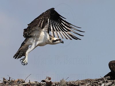 Osprey - fledging day - 1st flight: take off - Flight #1 of 11