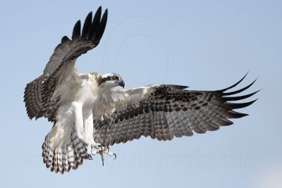 Osprey - fledging day - 1st flight: landing - Flight #1 of 11