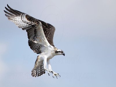 Osprey_5737.jpg