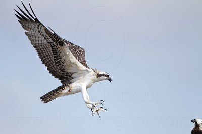 Osprey_5739.jpg