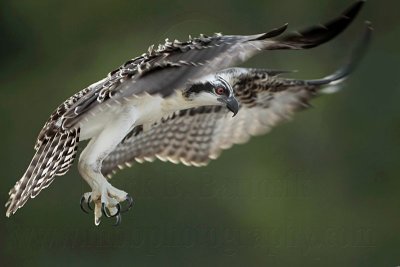 Osprey - fledging day - Flight #11 of 11