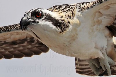 Osprey - fledging day - Flight #2 of 11