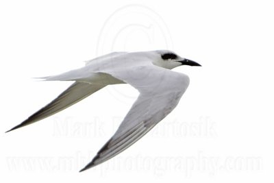Gull-billed Tern_5309.jpg