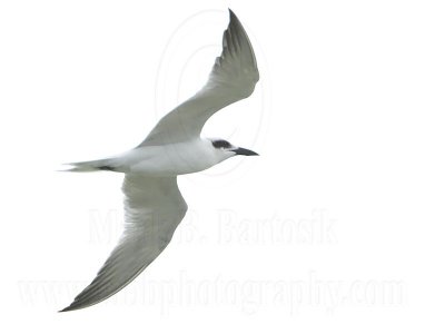 Gull-billed Tern_5315.jpg