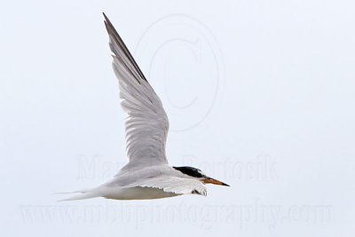 Little Tern_5723.jpg