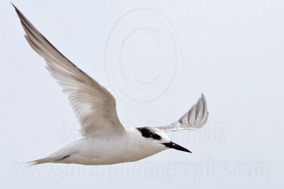 Little Tern_5981.jpg