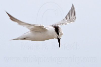 Little Tern_5986.jpg