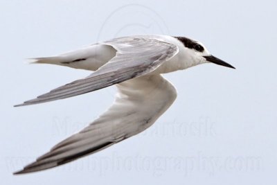 Little Tern_5992.jpg