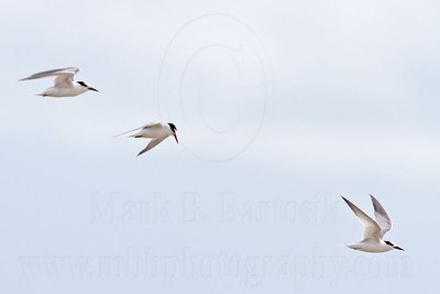 Little Tern_6404.jpg