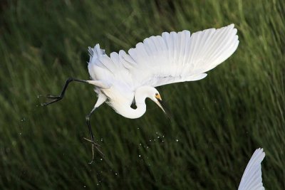 Little Egret_8445.jpg