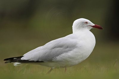 Silver Gull_6193.jpg