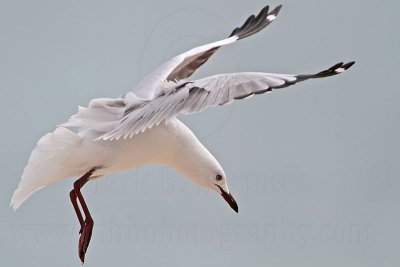 Silver Gull_6456.jpg