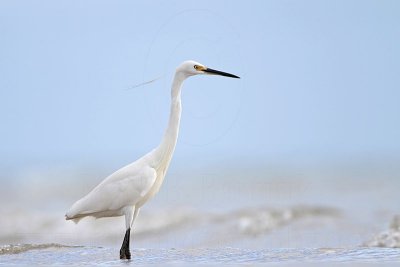 Little Egret_5285.jpg