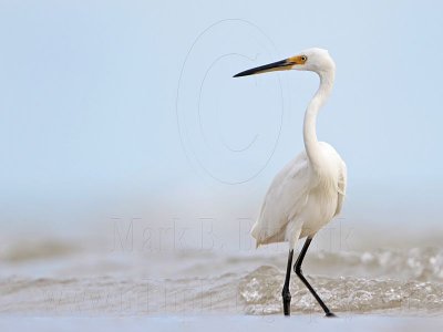 Little Egret - Top End, Northern Territory, Australia